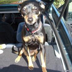 Dvaergpinscher Sille