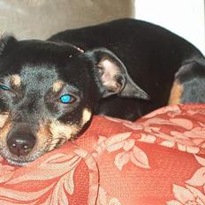 Dvaergpinscher Sille