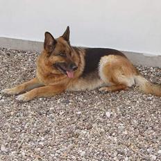 Schæferhund Sasha