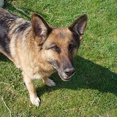Schæferhund Sasha