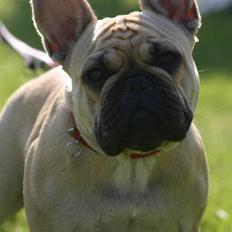 Fransk bulldog Tira