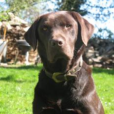 Labrador retriever Gizmo