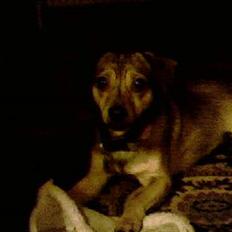 Blanding af racer Bimmer