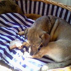 Blanding af racer Bimmer