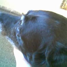 Labrador retriever Blackie<3 {I Hundehimlen}