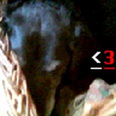 Labrador retriever Blackie<3 {I Hundehimlen}