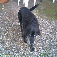 Labrador retriever Blackie<3 {I Hundehimlen}
