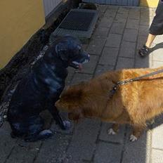 Nova scotia duck tolling retriever Dino