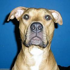 Blanding af racer Gucci R.I.P