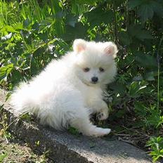 Blanding af racer Krumme