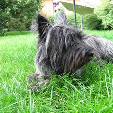 Cairn terrier Moselund's Simba