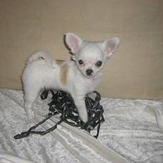 Chihuahua Destiny