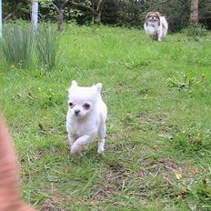 Chihuahua Destiny