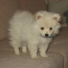 Blanding af racer Krumme