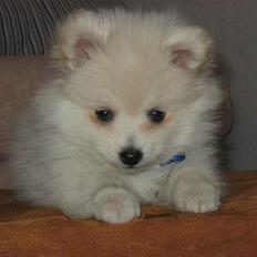 Blanding af racer Krumme