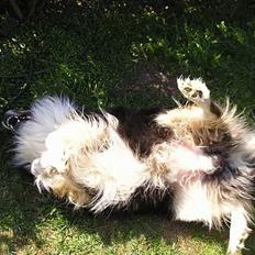 Blanding af racer Mulle