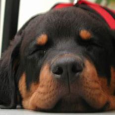 Rottweiler sioux