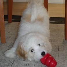 Coton de tulear Bianca 