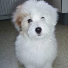 Coton de tulear Bianca 