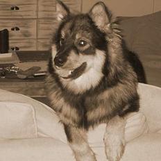 Finsk lapphund Lapinlempi Aamuntuike