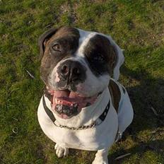 Amerikansk bulldog Herman -Sov godt skat-RIP