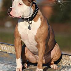 Amerikansk staffordshire terrier ICEMAN R.I.P. 