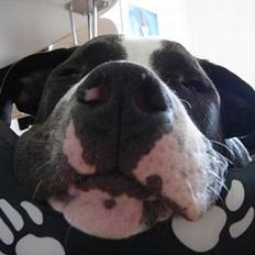 Amerikansk staffordshire terrier Kenzo