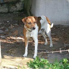 Dansk svensk gaardhund Kvik