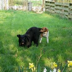 Dansk svensk gaardhund Kvik