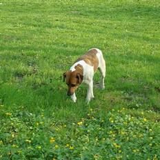Dansk svensk gaardhund Kvik