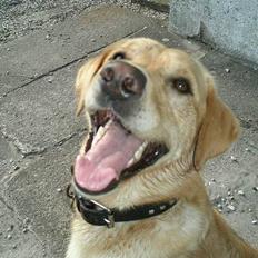 Labrador retriever Dumle (Thomas')