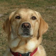 Labrador retriever Dumle (Thomas')