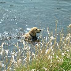 Labrador retriever Dumle (Thomas')