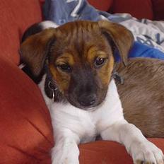 Dansk svensk gaardhund Quick