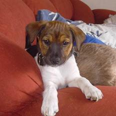 Dansk svensk gaardhund Quick