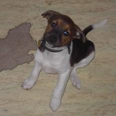 Dansk svensk gaardhund Quick