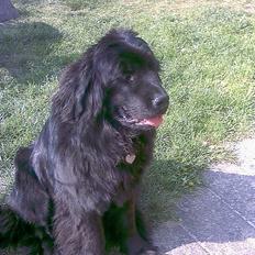 Newfoundlænder Emmely