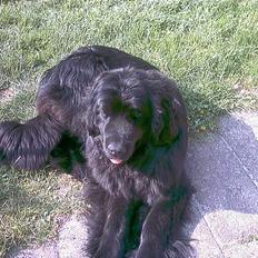 Newfoundlænder Emmely