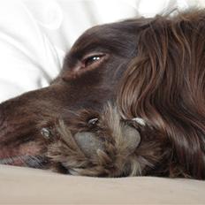 Kleiner münsterländer Bobbie *død*