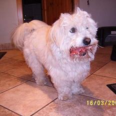 Coton de tulear Tintin