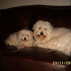 Coton de tulear Tintin