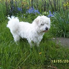 Coton de tulear Tintin