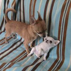 Chihuahua Destiny