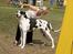 Grand danois Horsebjerg Athena (Himmelhund)  - DKK Brøndby 30.07.06 