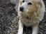 Blanding af racer Luna R.I.P 15/6.06 <3<3  - Nårh <33
