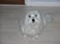 Coton de tulear *~Tut~*