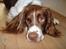 Engelsk springer spaniel Luie