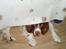 Engelsk springer spaniel Luie