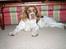 Engelsk springer spaniel Luie