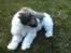 Coton de tulear Uniq Coton Sergent Pepper